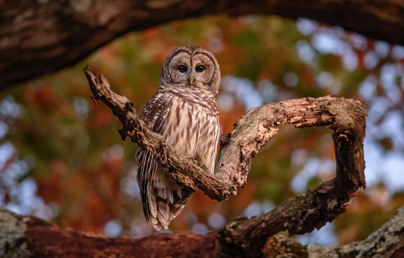 Photo wallpaper trees, branches, owl, bird, bokeh