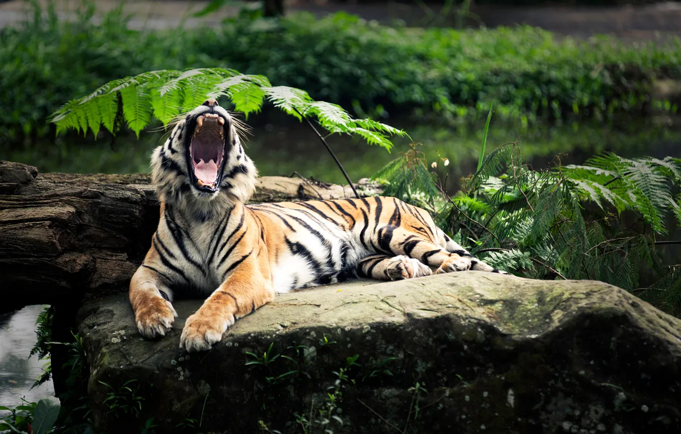 Photo wallpaper tiger, stay, mouth, yawning