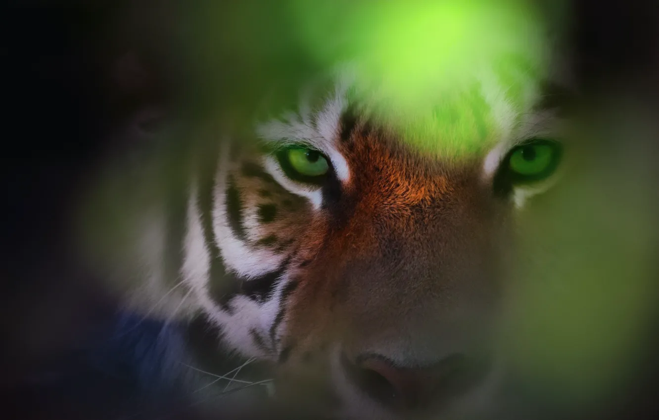 Photo wallpaper eyes, look, tiger, bokeh, Eye Of The Tiger