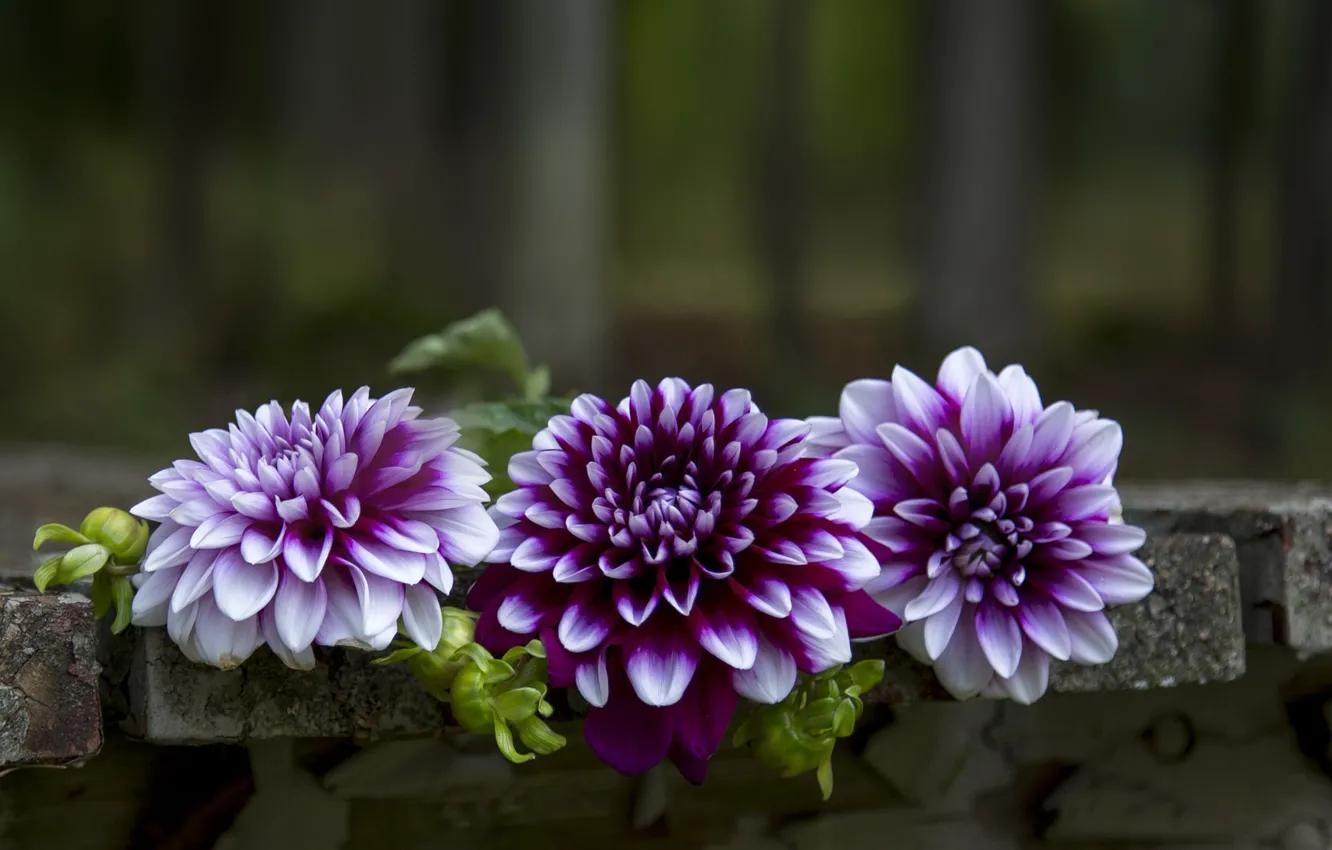 Photo wallpaper flowers, background, dahlias