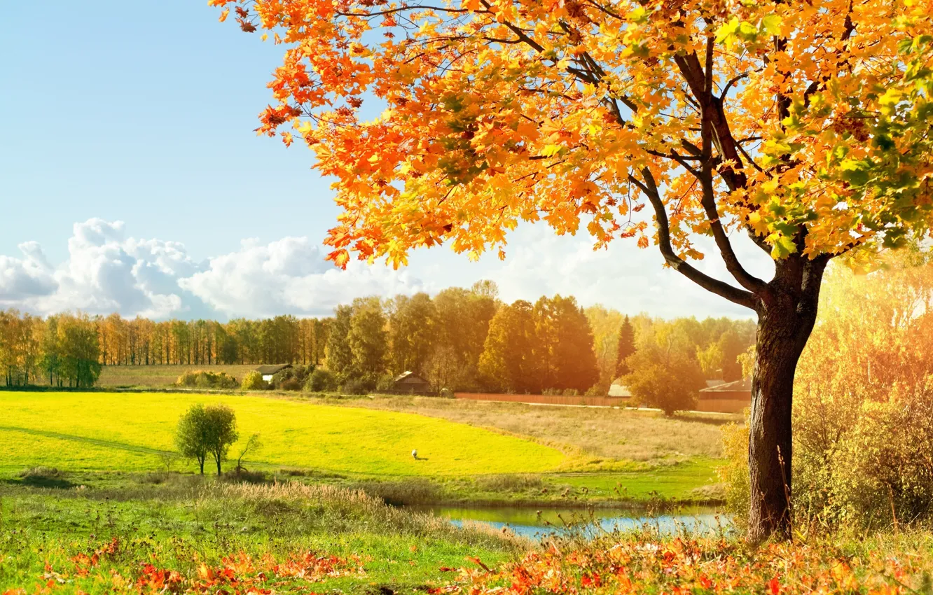 Photo wallpaper autumn, light, trees, meadow, green, falling leaves, Autumn, warm