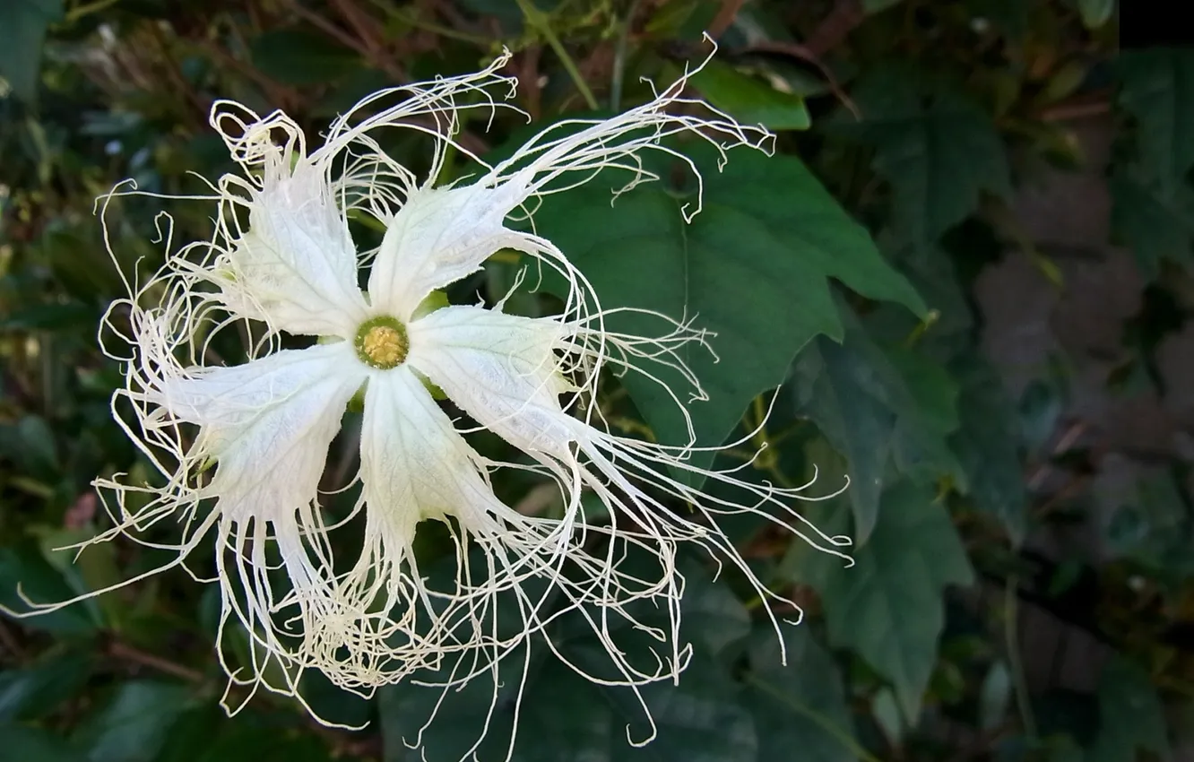 Photo wallpaper greens, white, leaves, macro, flowers, petals, form