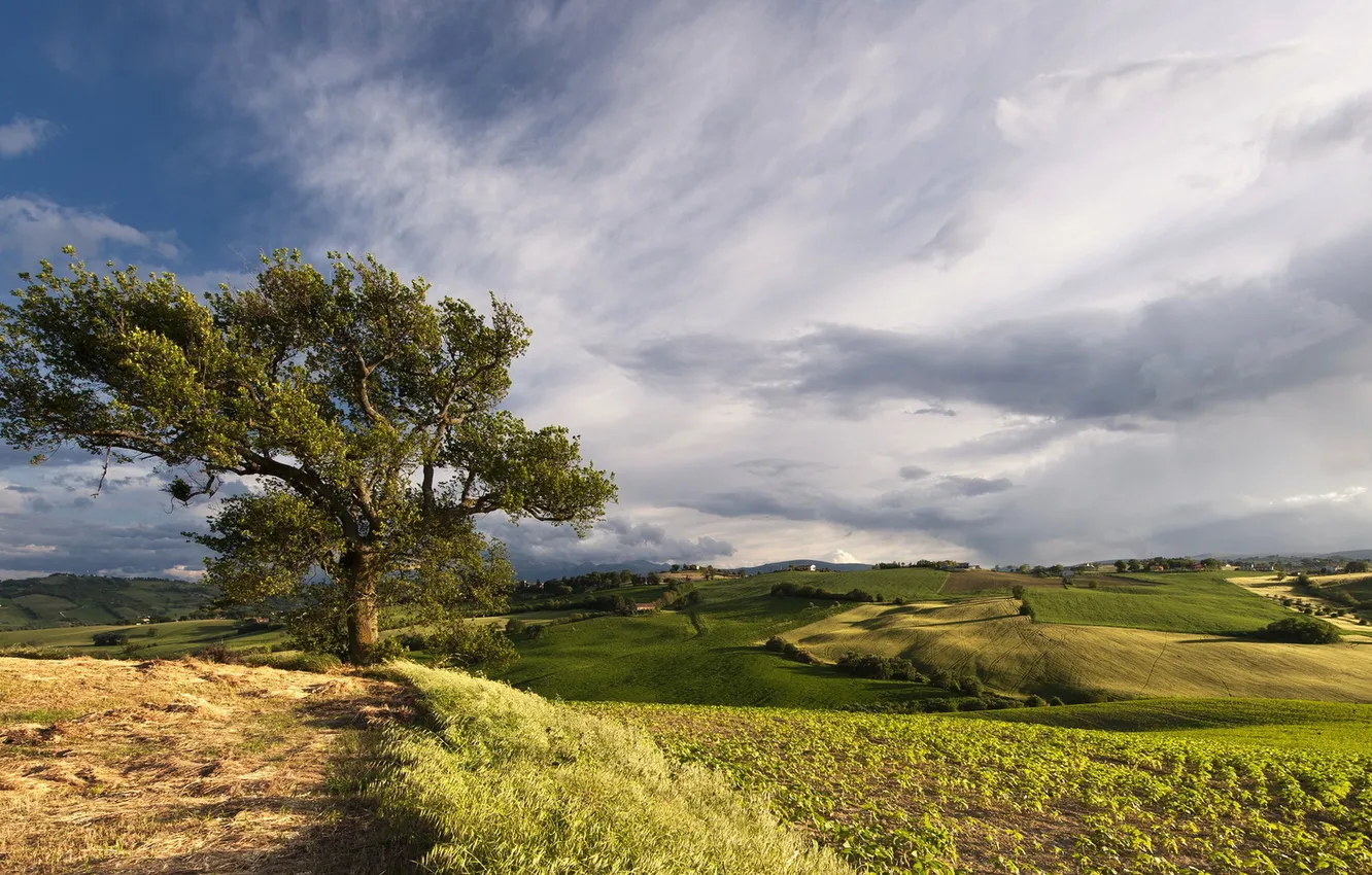 Photo wallpaper field, trees, landscape