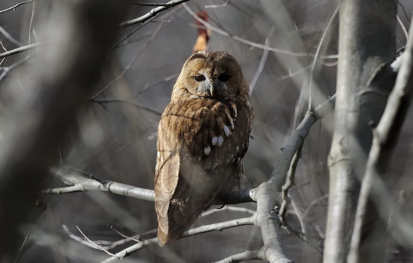 Photo wallpaper forest, nature, owl, branch