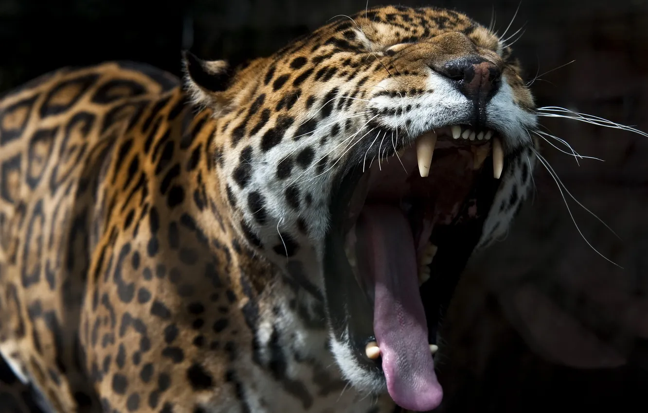 Photo wallpaper face, nature, Jaguar