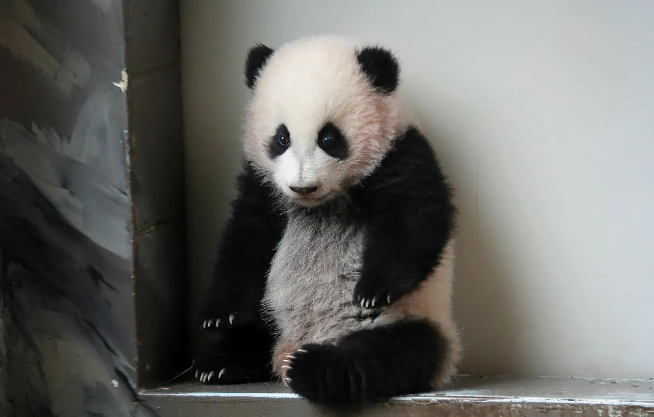 Photo wallpaper zoo, atlanta, giant panda