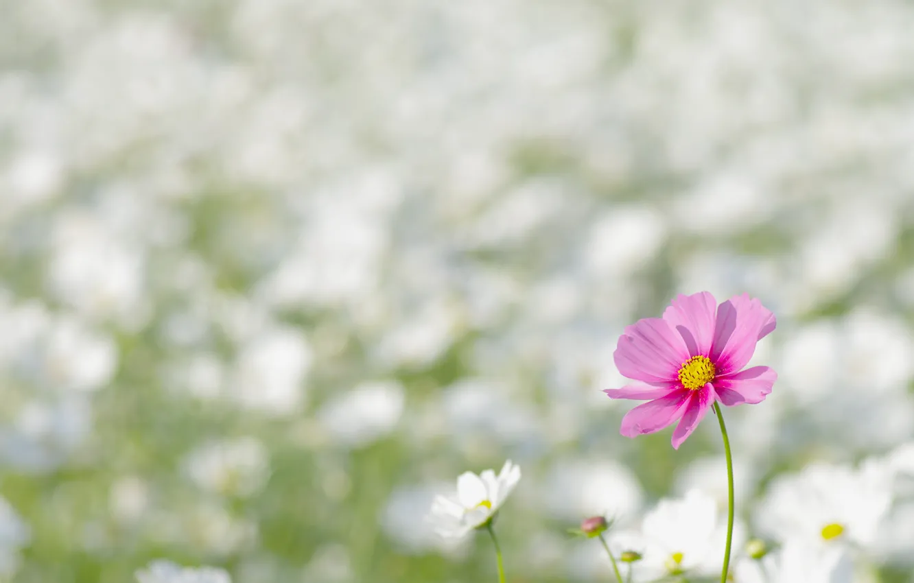 Photo wallpaper field, flower, macro, flowers, nature, pink, glade, spring