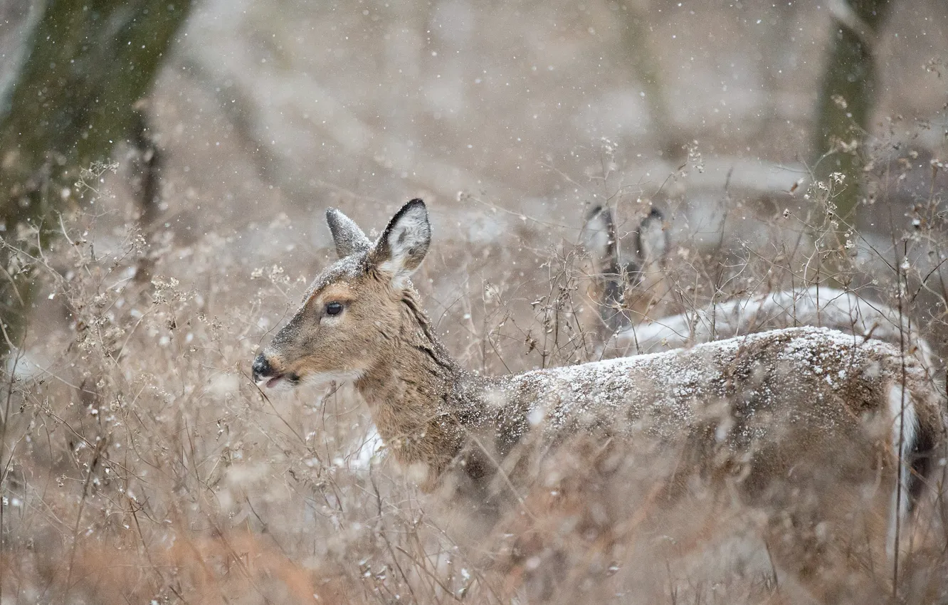 Photo wallpaper winter, deer, wildlife, snowing