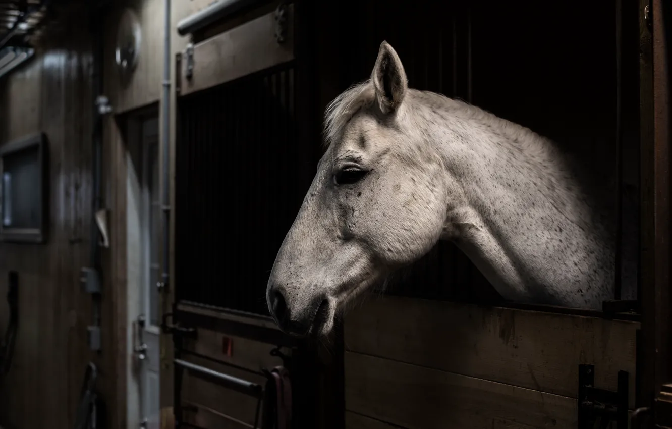Photo wallpaper background, horse, stall