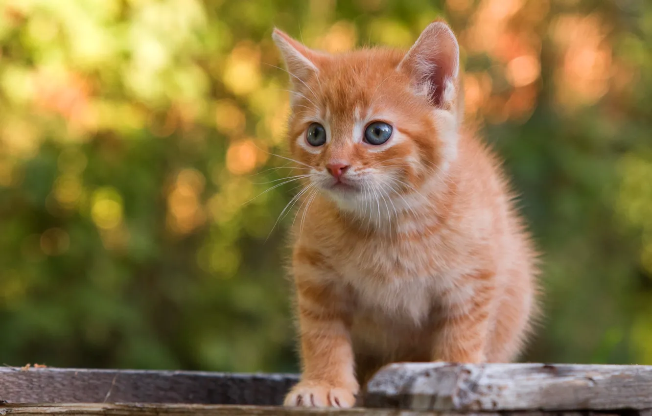 Photo wallpaper cat, look, light, nature, pose, Board, portrait, legs