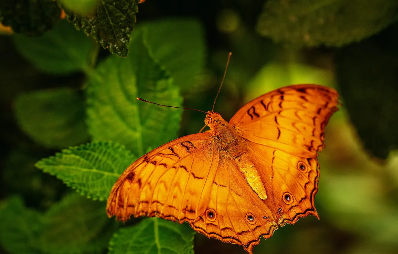 Photo wallpaper leaves, macro, orange, nature, butterfly, plant, insect, bokeh