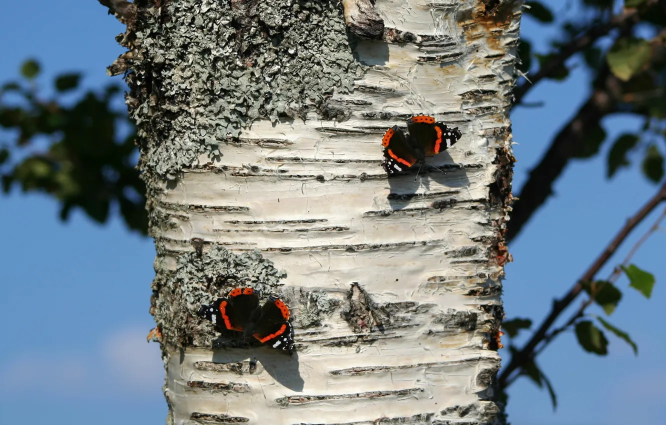 Photo wallpaper the sky, leaves, macro, trees, branches, butterfly, shadow, trunk