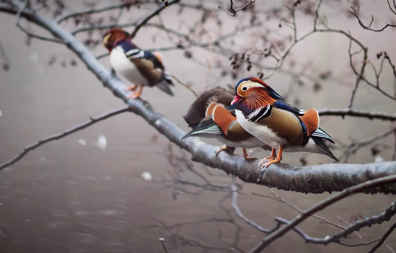 Photo wallpaper branches, bird, duck, tangerine