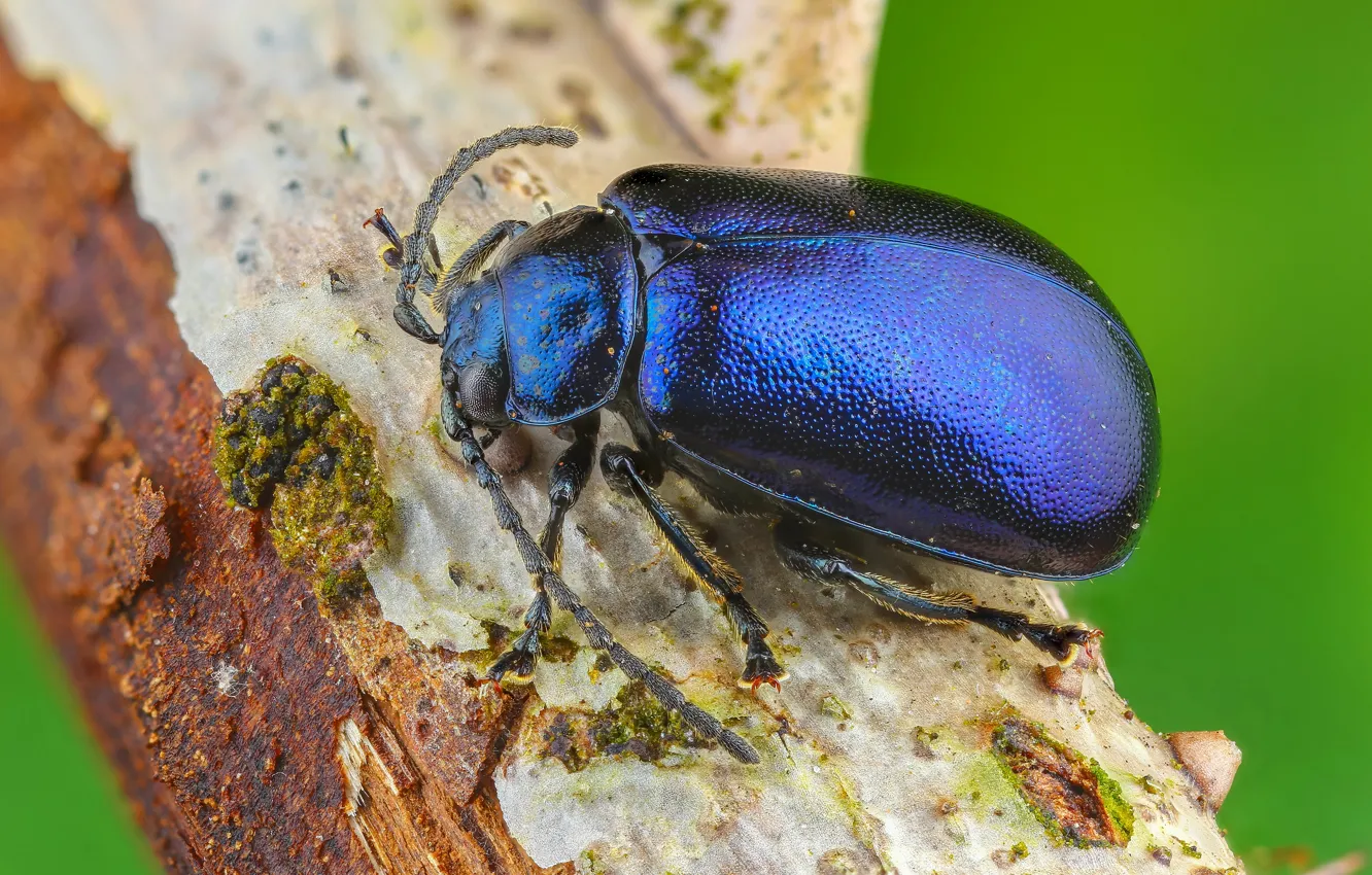 Photo wallpaper macro, blue, background, beetle, insect, bark, bug, brilliant