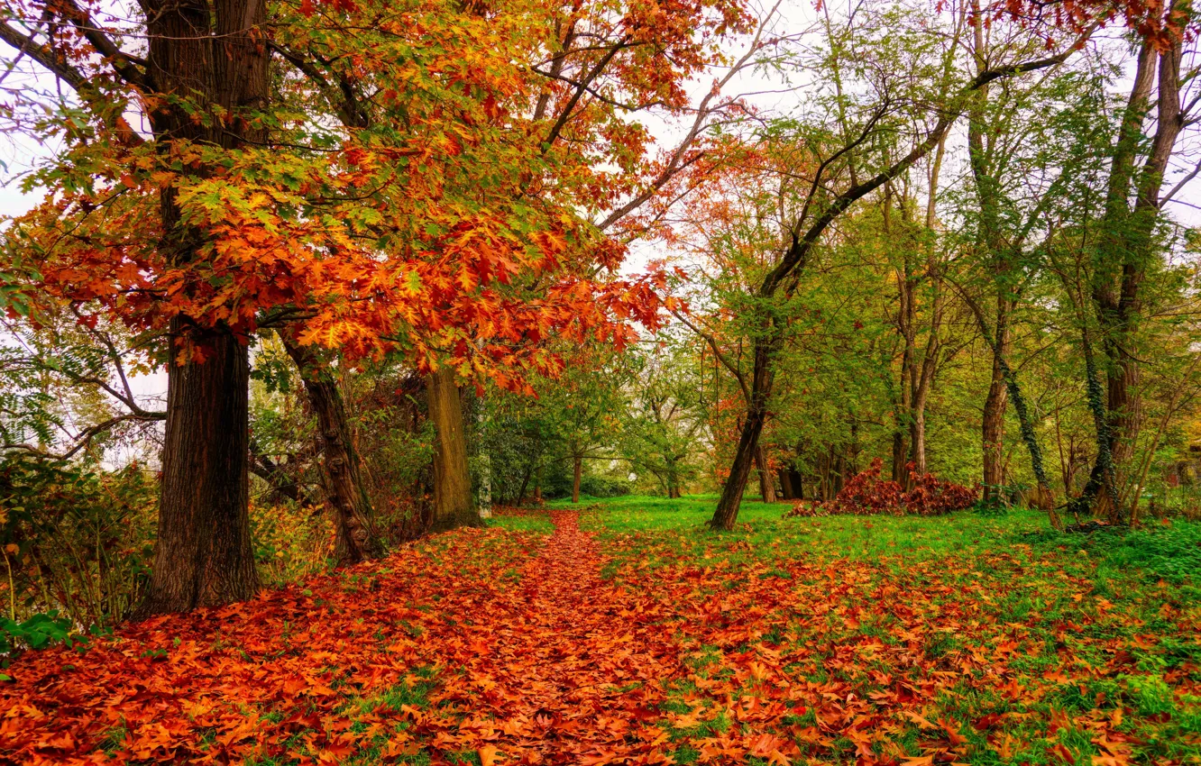 Photo wallpaper autumn, trees, branches, Park, glade, foliage, falling leaves, the colors of autumn