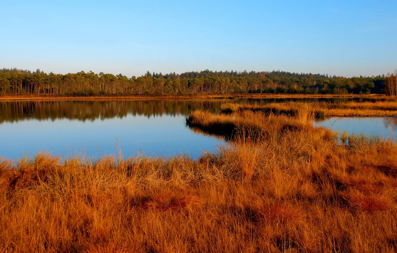 Photo wallpaper autumn, forest, the sky, grass, trees, yellow, lake, Dry