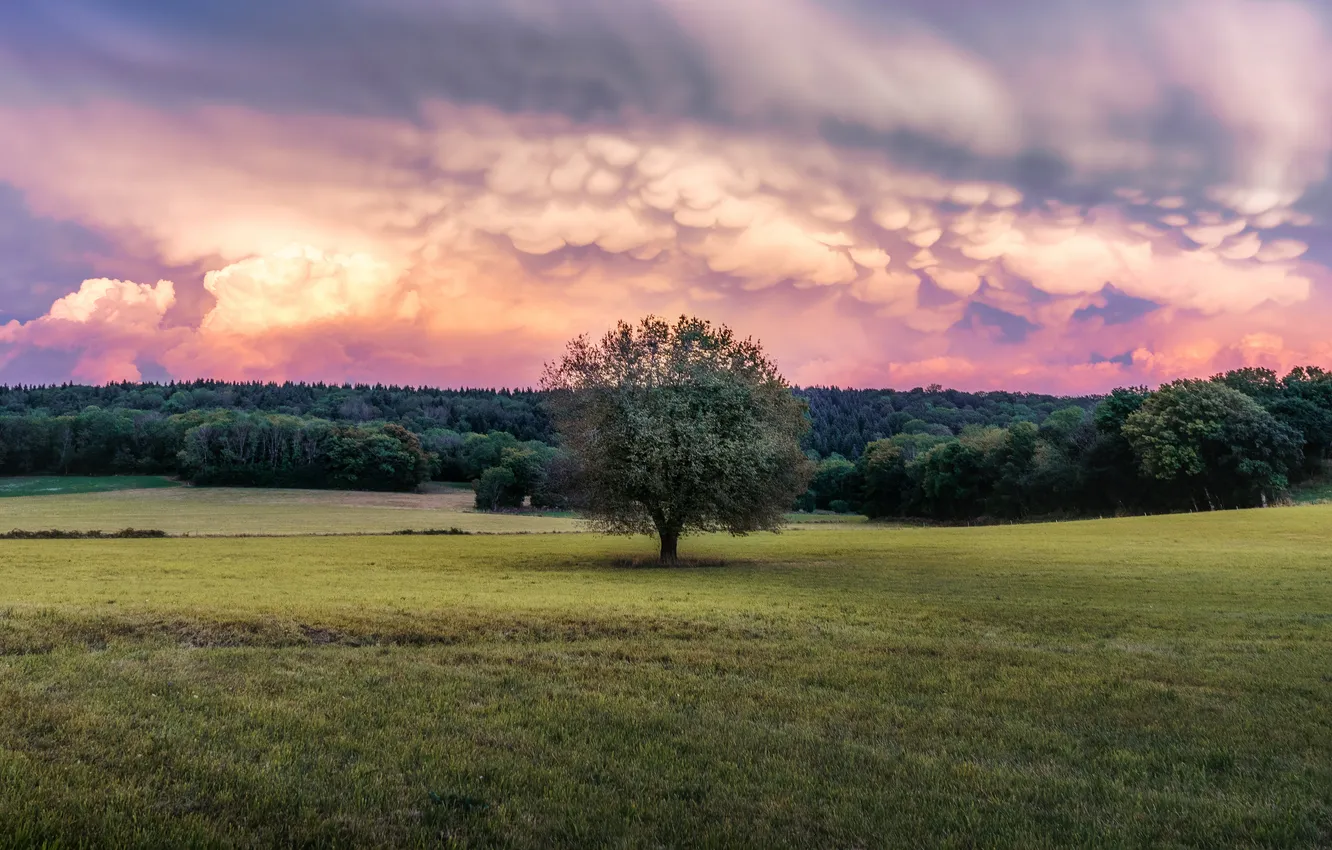 Photo wallpaper field, clouds, trees