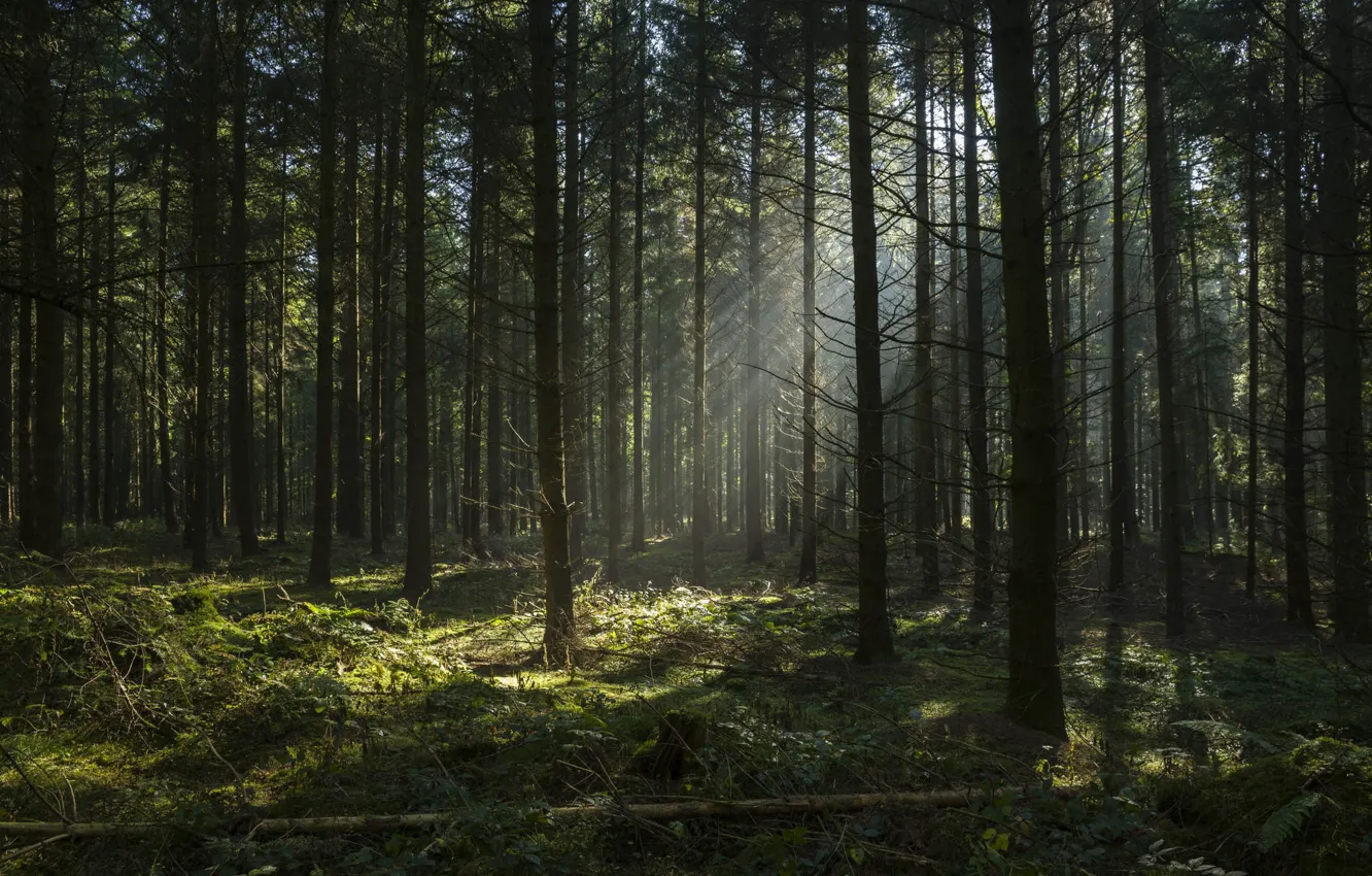 Photo wallpaper forest, trees, nature, rays of light
