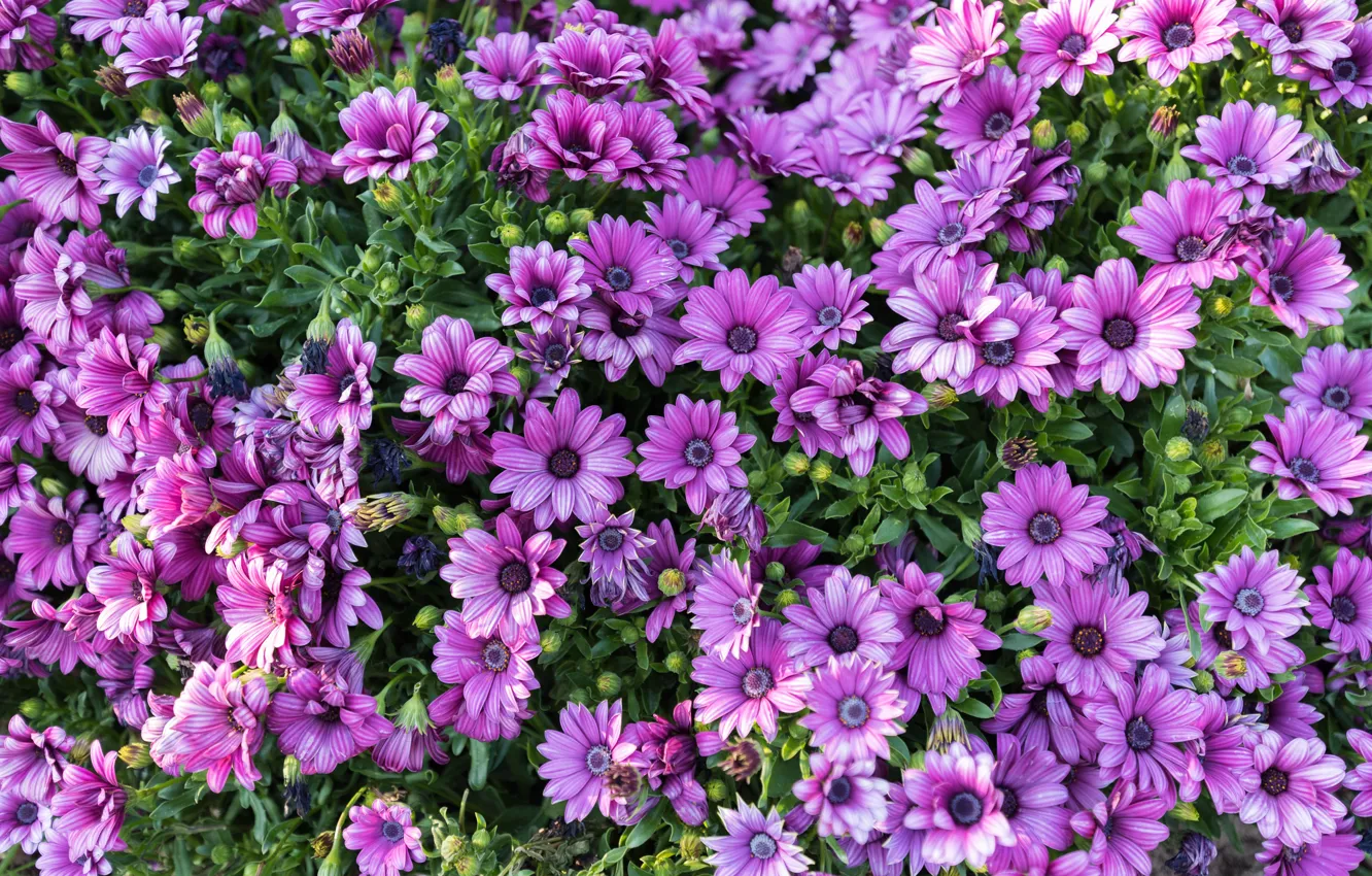 Photo wallpaper chrysanthemum, flowers, purple