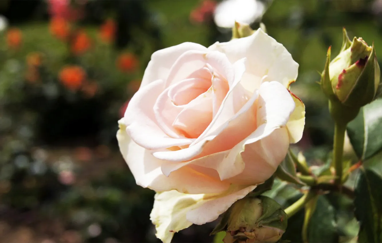 Photo wallpaper macro, roses, pink, venitomusic