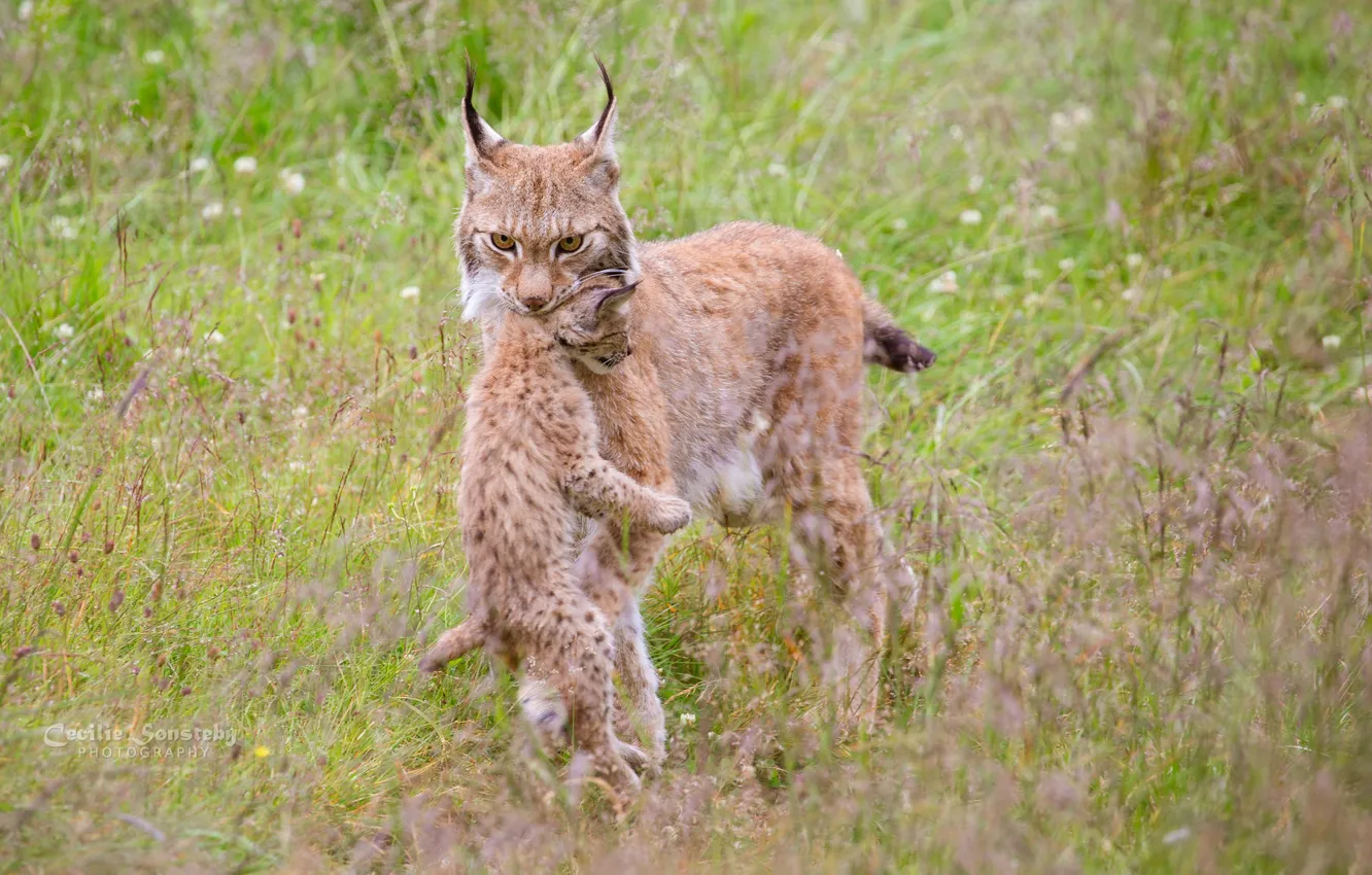 Photo wallpaper nature, color, walk, weed, cub, lynx, mom