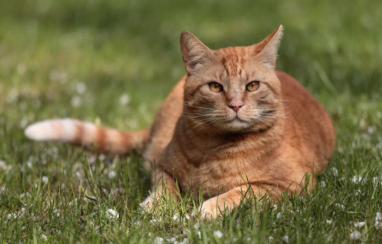 Photo wallpaper cat, grass, look, portrait, red cat