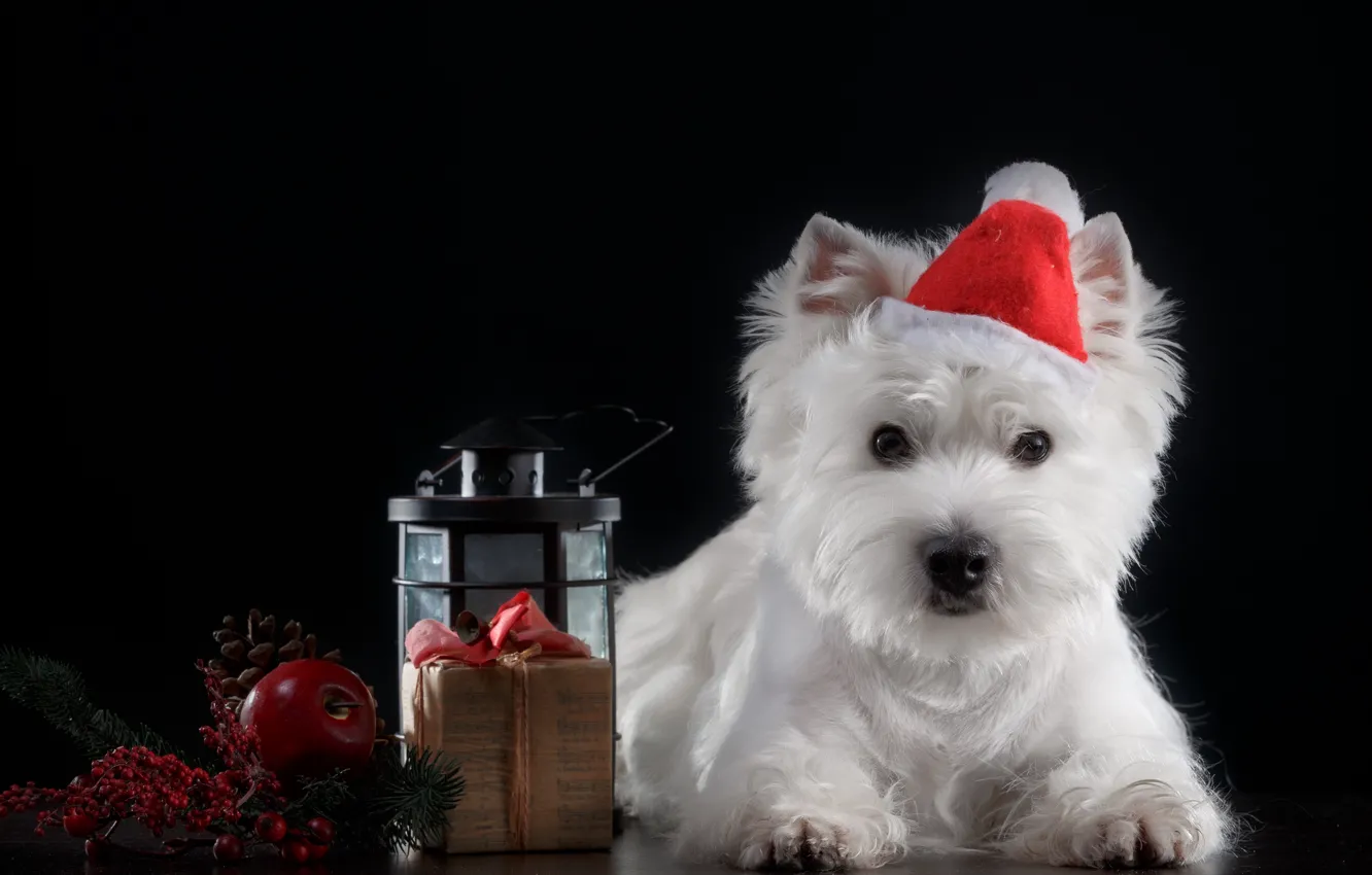 Photo wallpaper holiday, hat, dog, puppy, baby