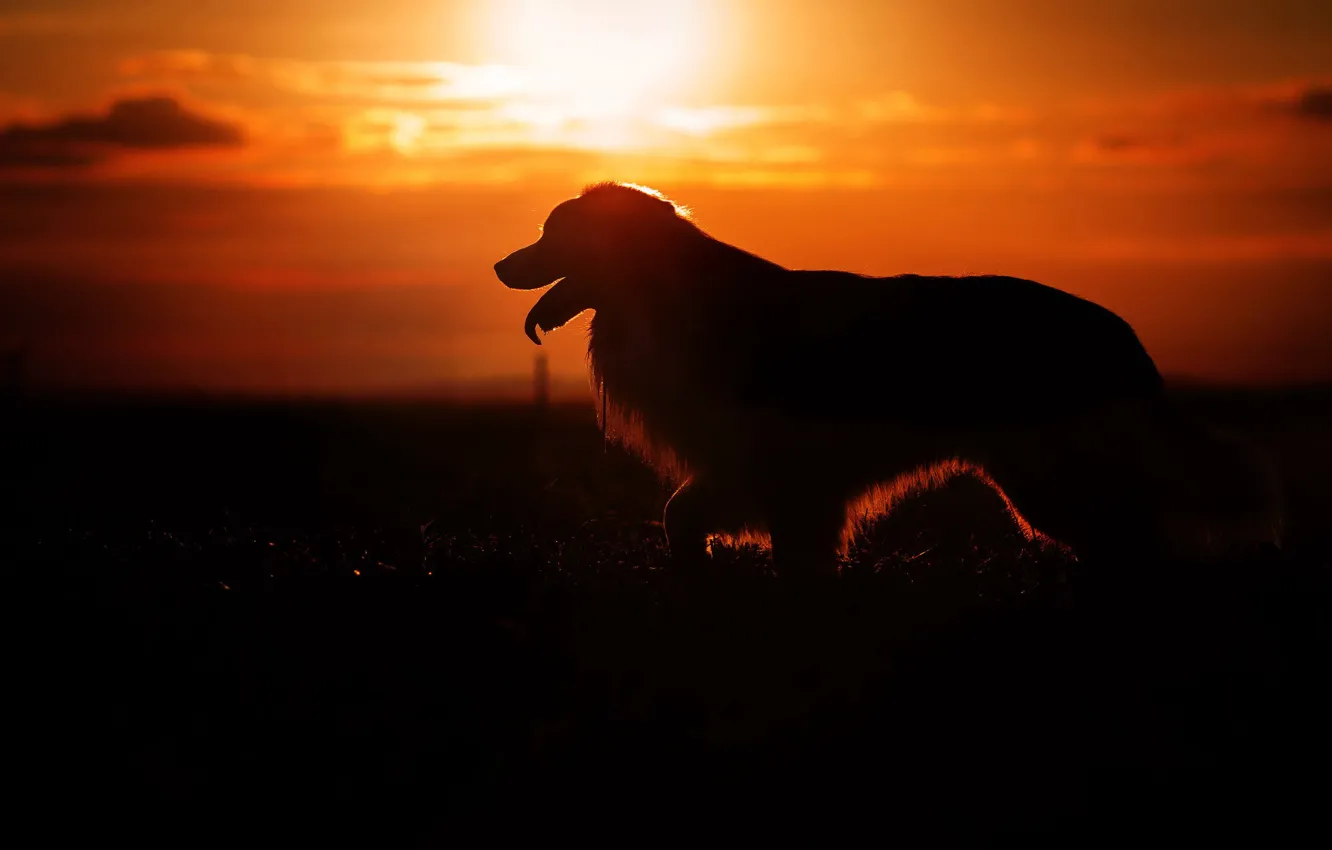 Photo wallpaper light, night, dog