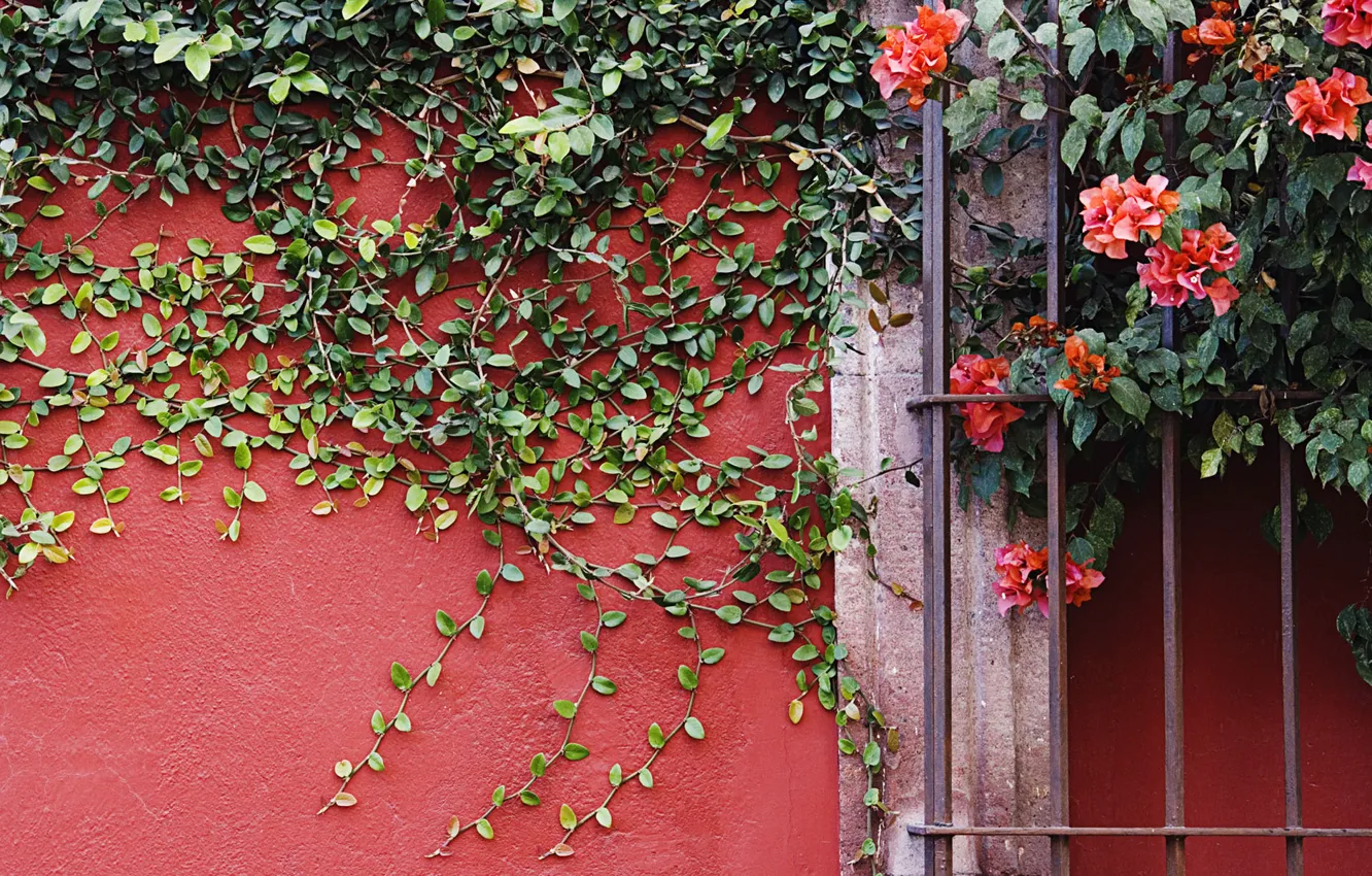 Photo wallpaper flowers, wall, plant, vines