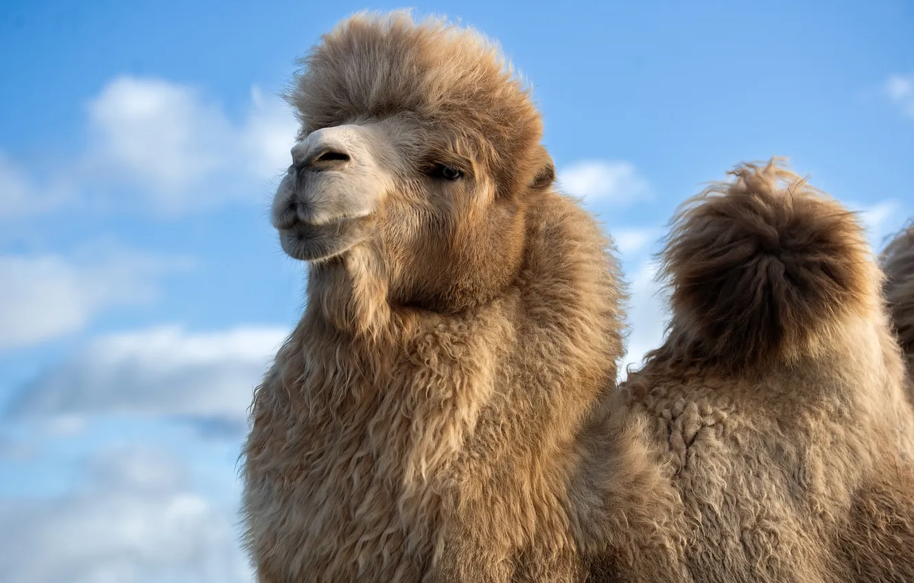 Photo wallpaper the sky, face, camel, Svetlana Pisareva