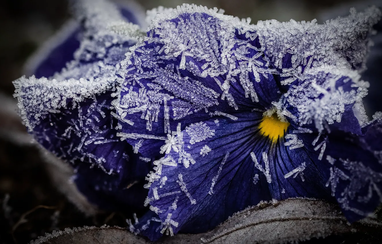 Photo wallpaper winter, frost, leaves, macro, snow, flowers, ice, purple