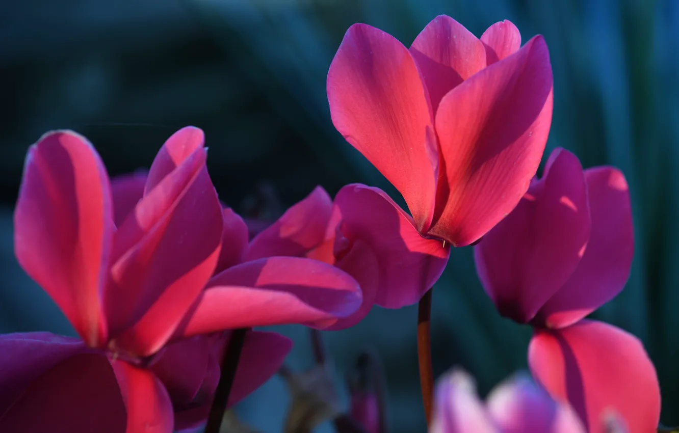 Photo wallpaper macro, flowers, spring, pink, cyclamen