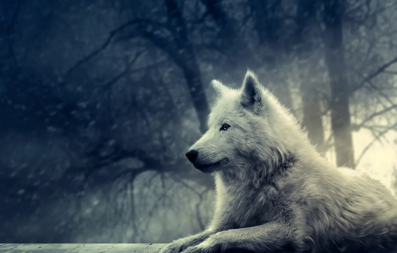 Photo wallpaper wolf, fantasy, black and white pictures