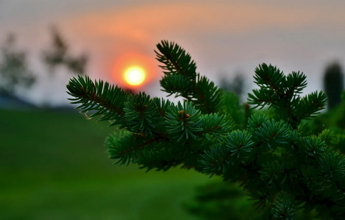 Photo wallpaper macro, sunset, needles, spruce, blur, needles, coniferous