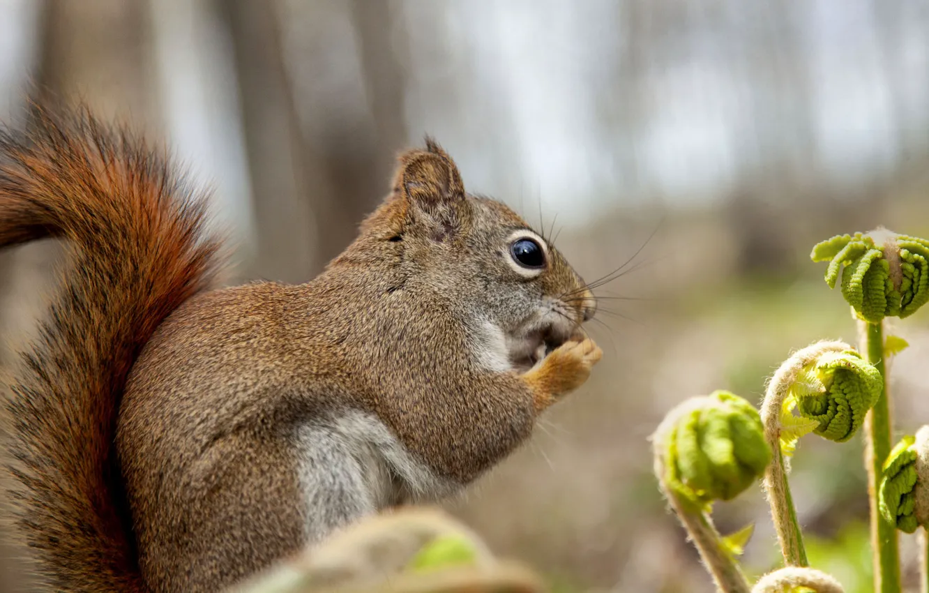 Photo wallpaper protein, tail, Andre Villeneuve