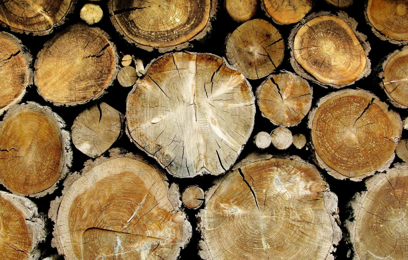 Photo wallpaper forest, trees, log, bark