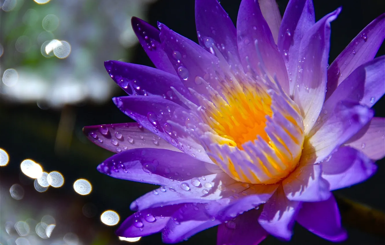 Photo wallpaper drops, flowers, Rosa, petals