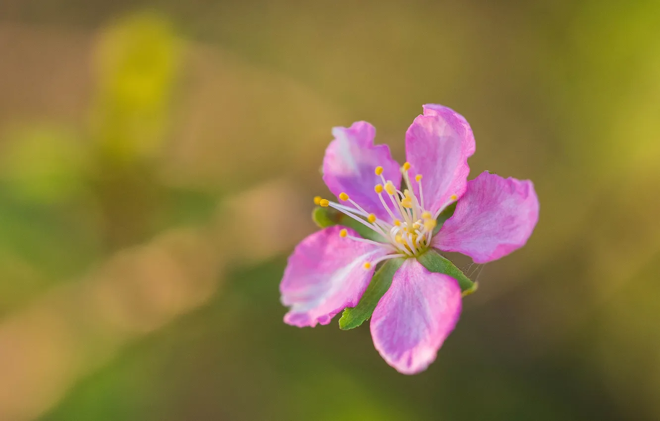 Photo wallpaper flowers, nature, petals, stamens