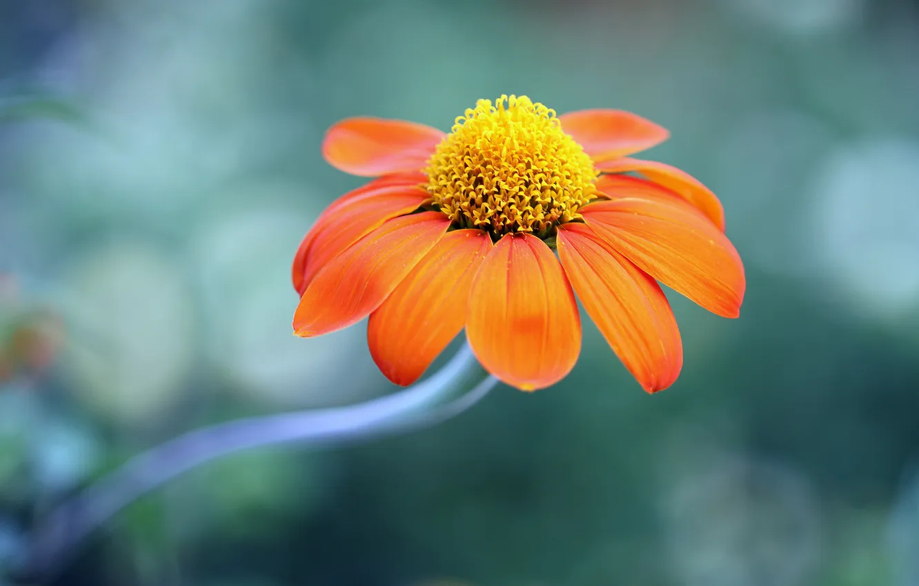 Photo wallpaper flowers, orange, background, Daisy