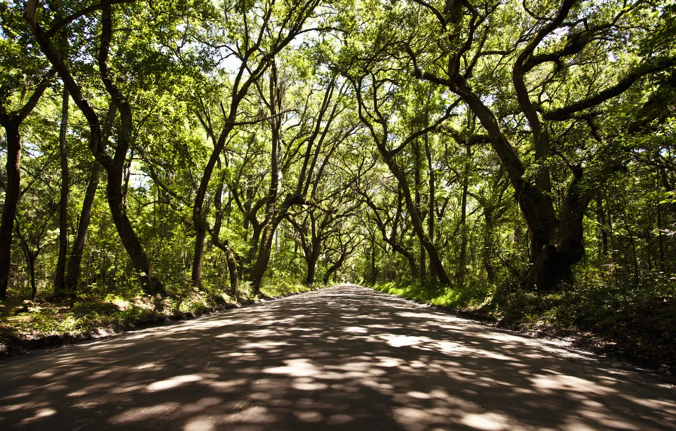 Photo wallpaper road, the sun, trees, branches, shadow