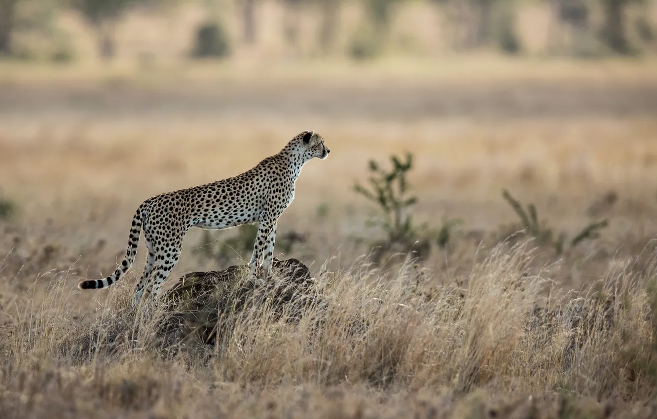 Photo wallpaper cat, predator, Cheetah, Savannah, Africa