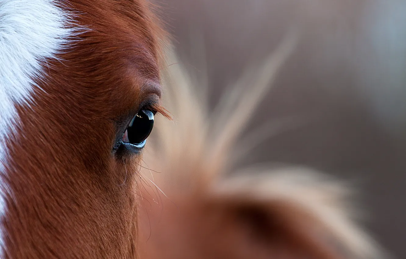 Photo wallpaper eyes, macro, horse