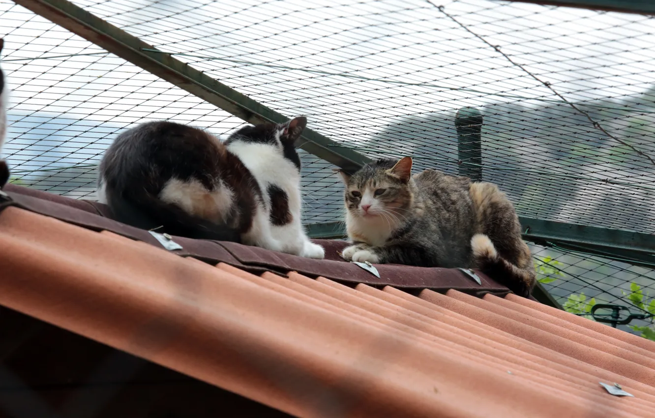 Photo wallpaper roof, summer, cats, friends