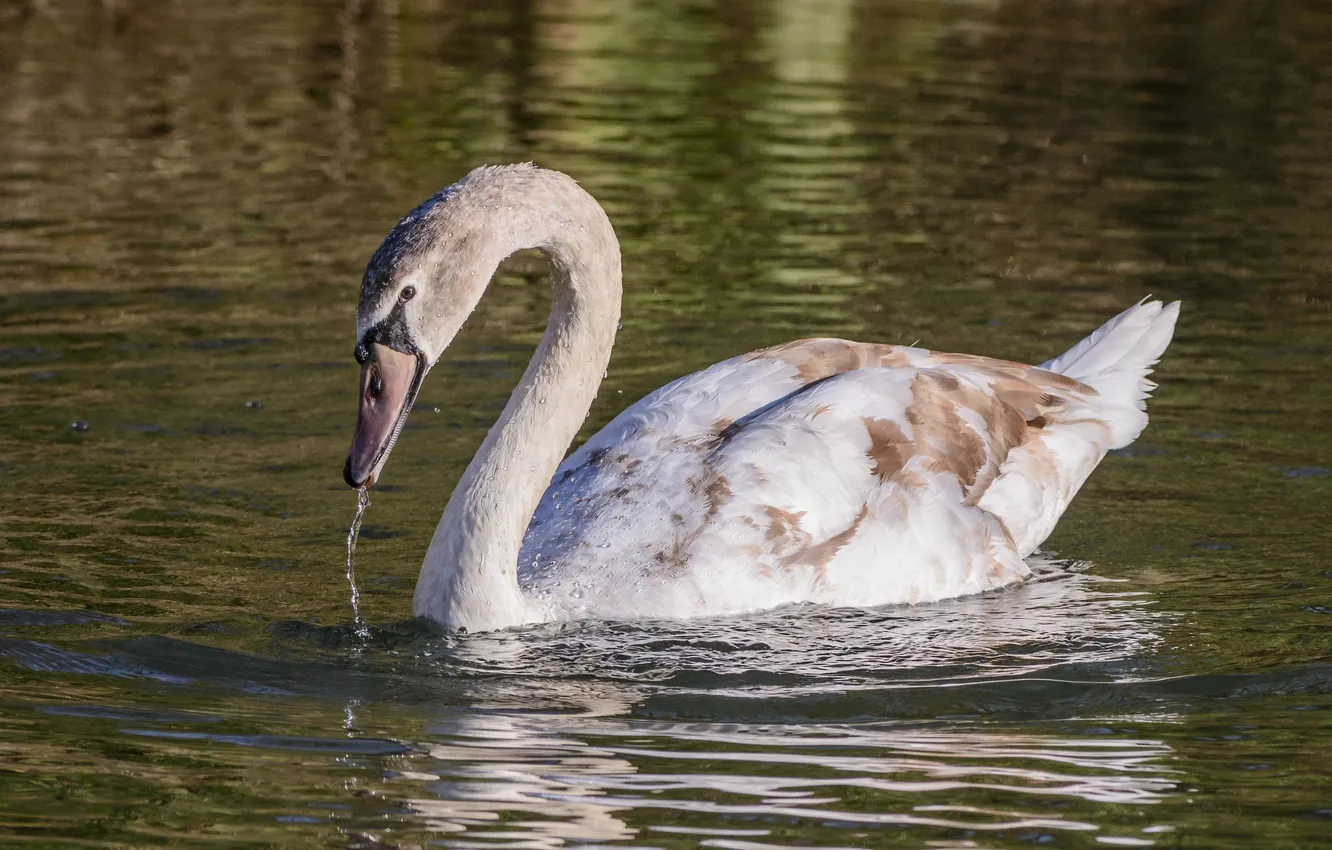 Photo wallpaper grace, swans, pond, neck