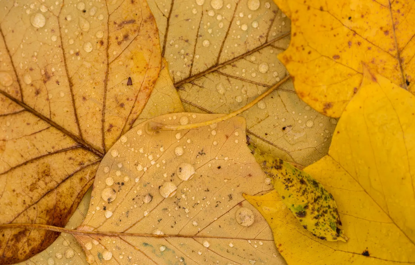 Photo wallpaper autumn, leaves, nature