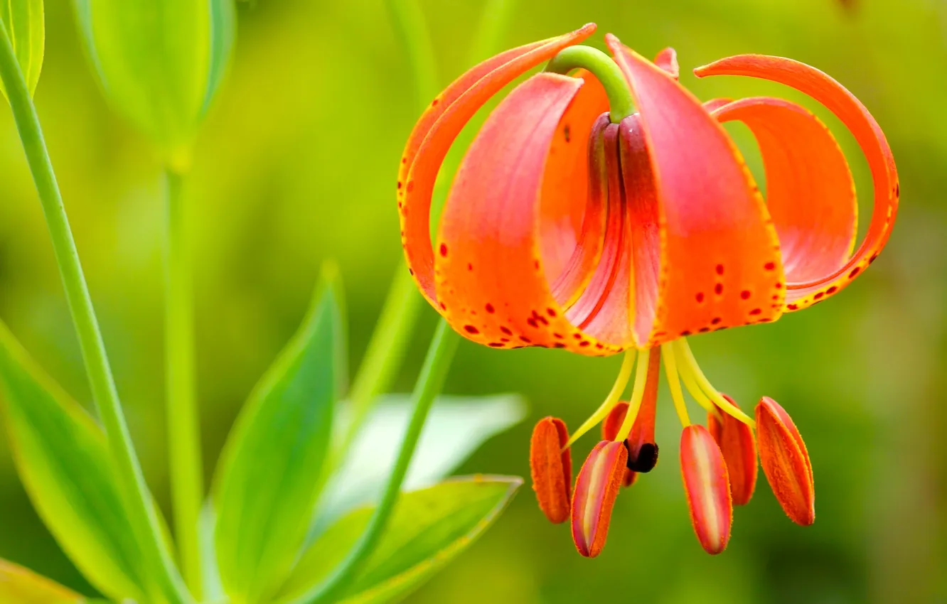 Photo wallpaper macro, Lily, Tiger Lily