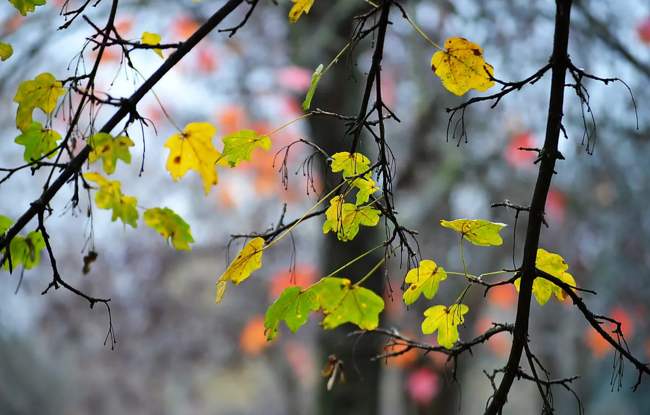 Photo wallpaper autumn, leaves, branches