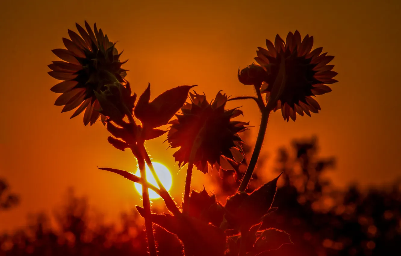 Photo wallpaper the sun, sunflowers, sunset, flowers