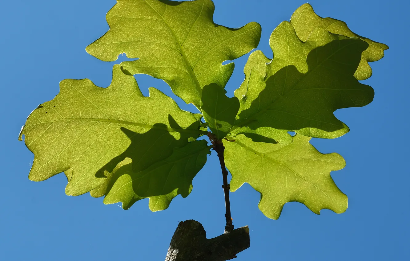 Photo wallpaper leaves, branches, oak