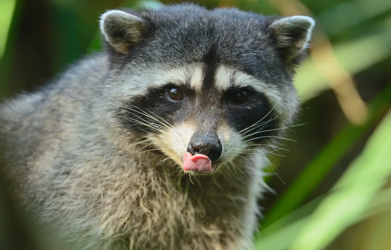 Photo wallpaper portrait, look, face, raccoon, language